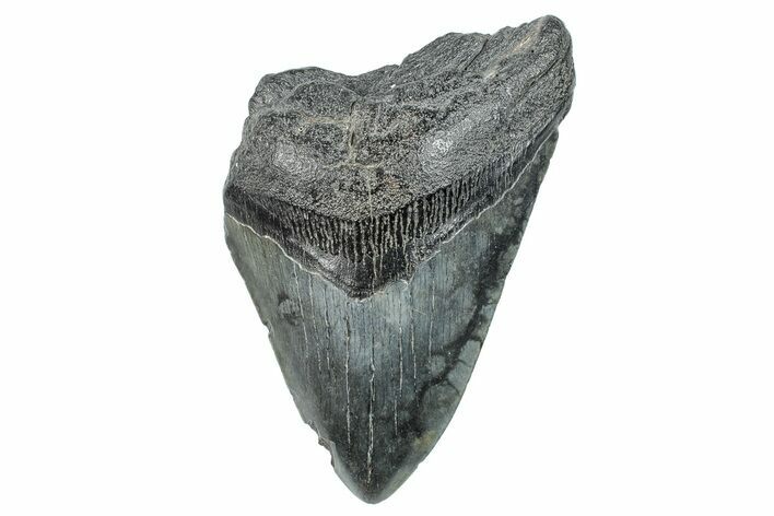 Partial Fossil Megalodon Tooth - South Carolina #277401